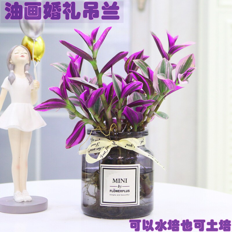 油画婚礼吊兰盆栽水培植物室内桌面绿植吸甲醛婚礼紫露兰吊兰花卉