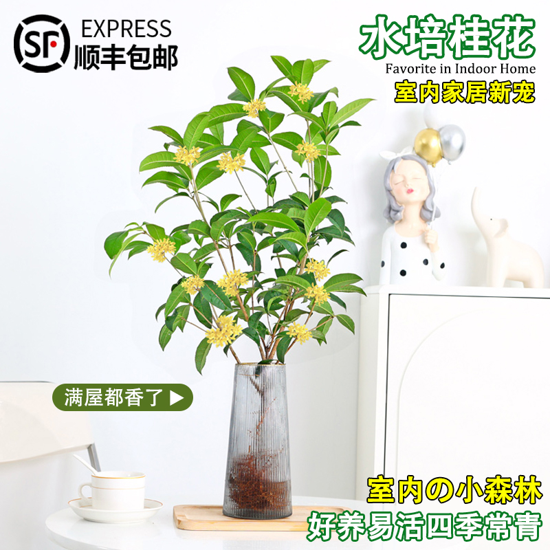 水培植物桂花盆栽花卉植物室内花盆栽客厅绿植水养易活浓香型盆景 鲜花速递/花卉仿真/绿植园艺 时令草本花卉 原图主图