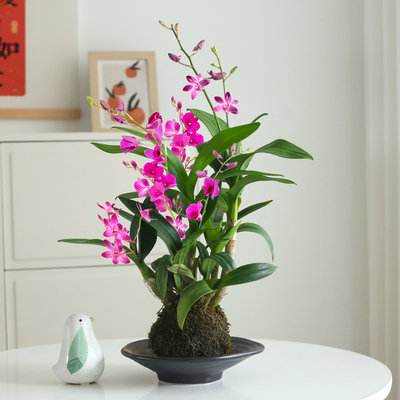 石斛兰盆栽室内开花植物苔藓球
