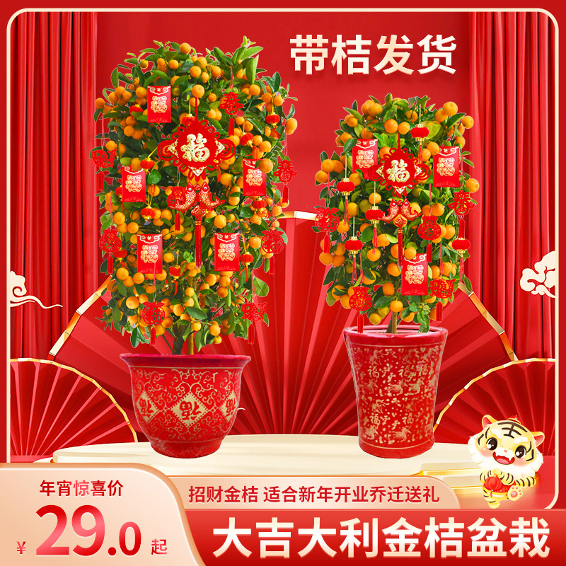 金桔树盆栽四季紧急带果发货年桔