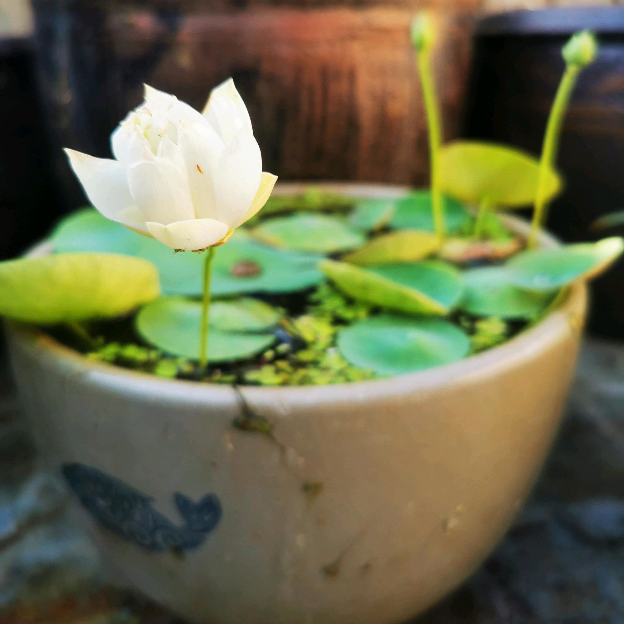 小微型荷花碗莲【小金莲】盆栽水生植物观赏花卉种藕2023年