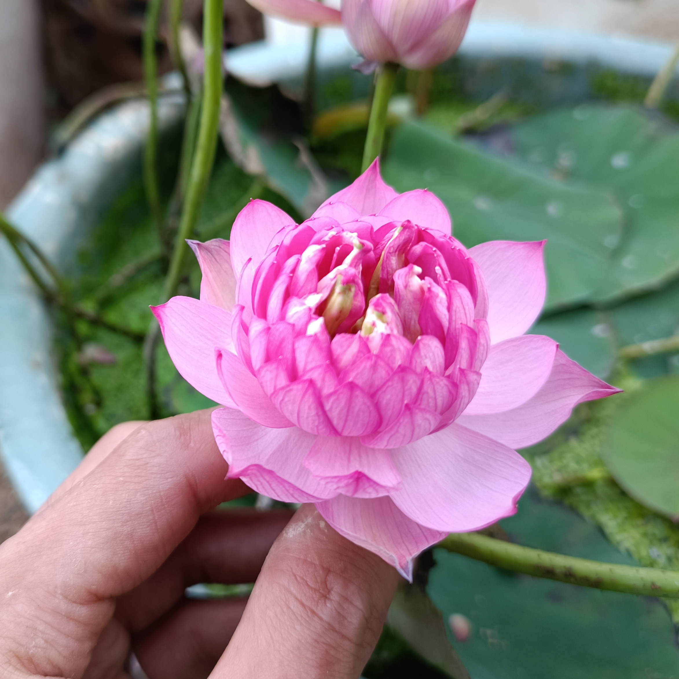 小微型荷花碗莲【霓裳】盆栽水生植物观赏花卉种藕2023