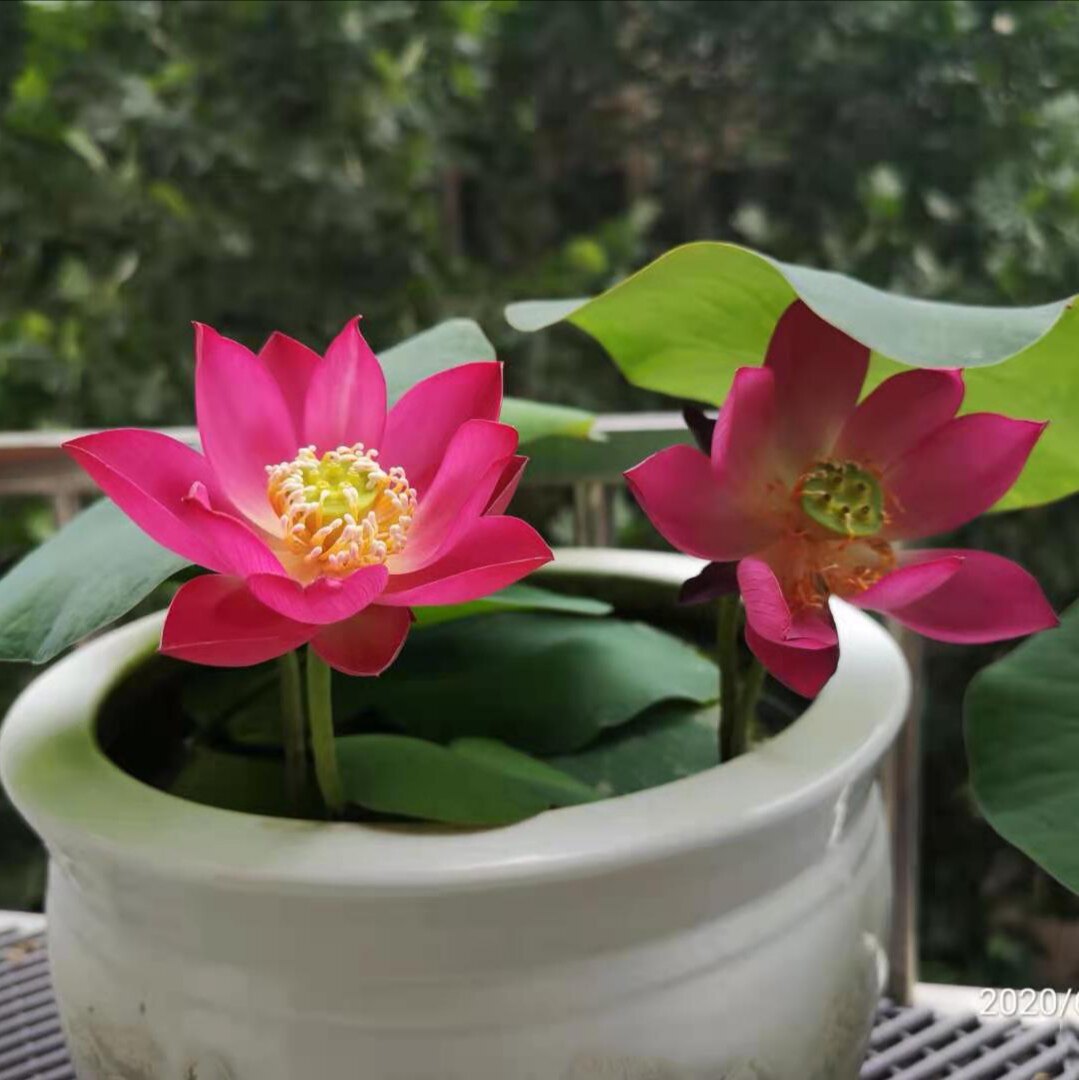 小微型荷花碗莲【紫仙9/烟云歌】盆栽水生观赏花卉种藕2023年