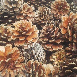 Mini Decorative Pinecone Pine Cones Pinecone For Christmas T