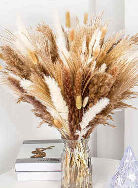 Dried Pampa Natural Decoratio Pampas Grass White Bed