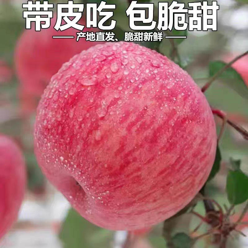 2025年新果河南灵宝寺河山红富士苹果新鲜采摘脆甜水果