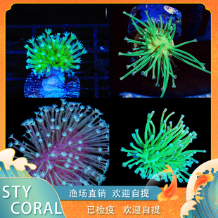 皮革珊瑚密须皮革金针菇皮革长须非皮软体珊瑚奶嘴海葵纽扣拼盘大