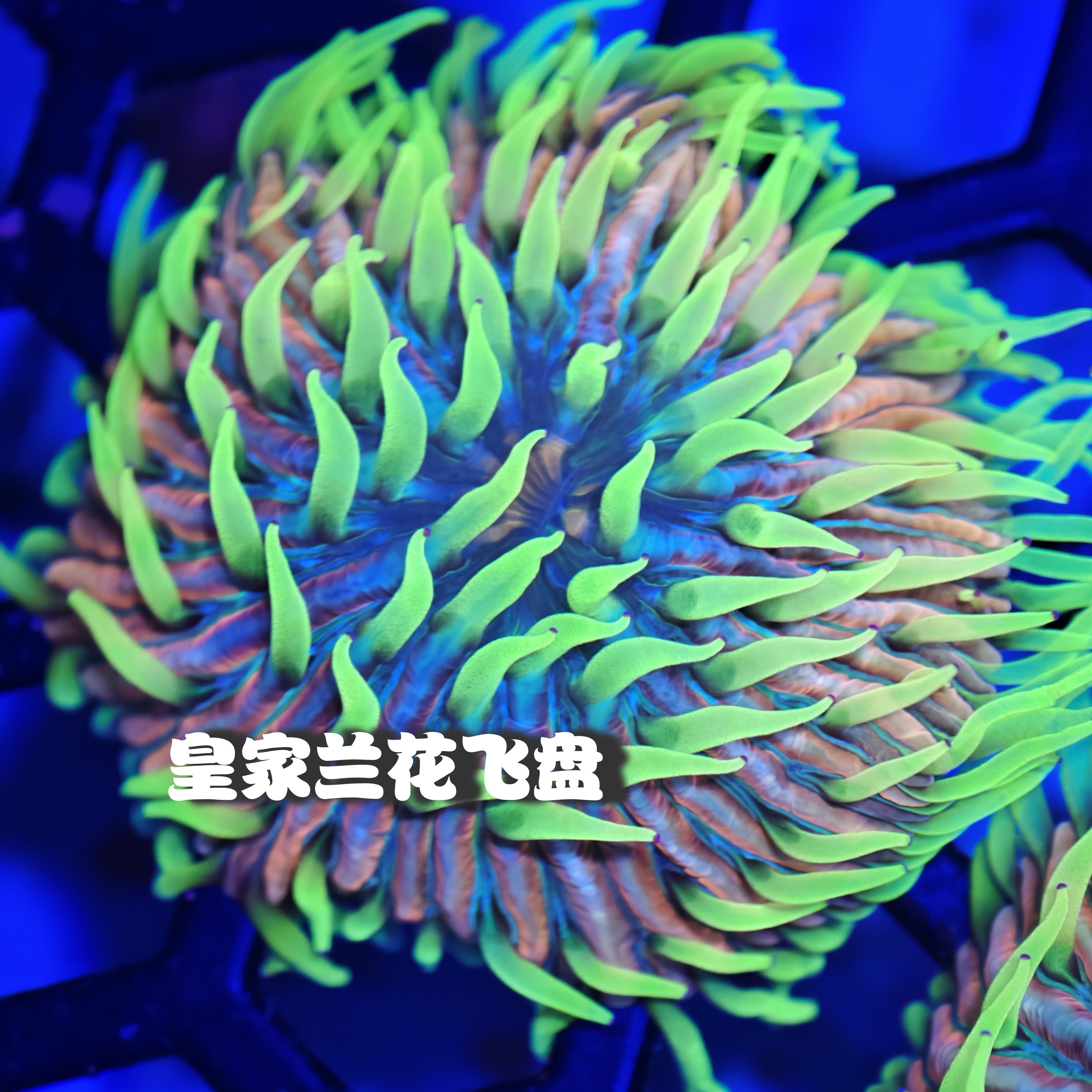 彩虹飞盘兰花飞盘彩虹飞盘软体珊瑚尼罗河火柴珊瑚生仔飞盘橙飞盘