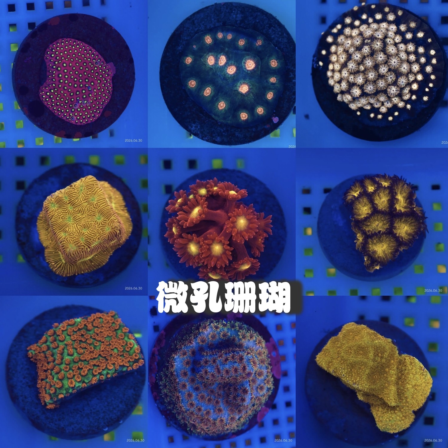 微孔珊瑚圆帽珊瑚尼罗河珊瑚瓦片珊瑚奶嘴海葵软体珊瑚海缸海水鱼