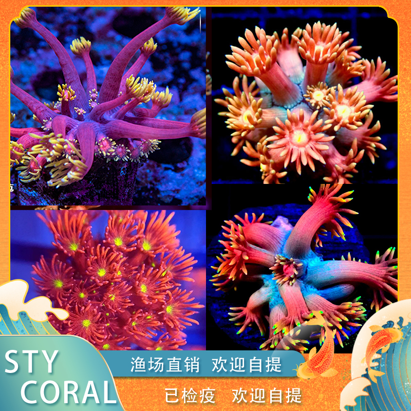 日本红单包海缸软体海缸活珊瑚蓝心宝石花珊瑚海缸生物海缸珊瑚