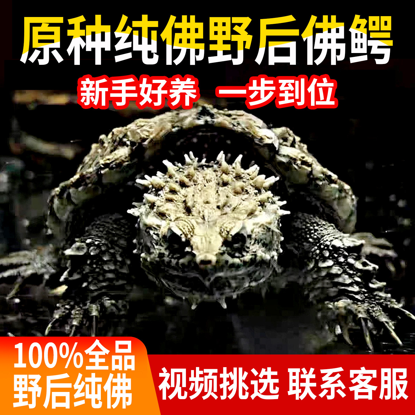 野后原种纯佛鳄龟爆刺霸气