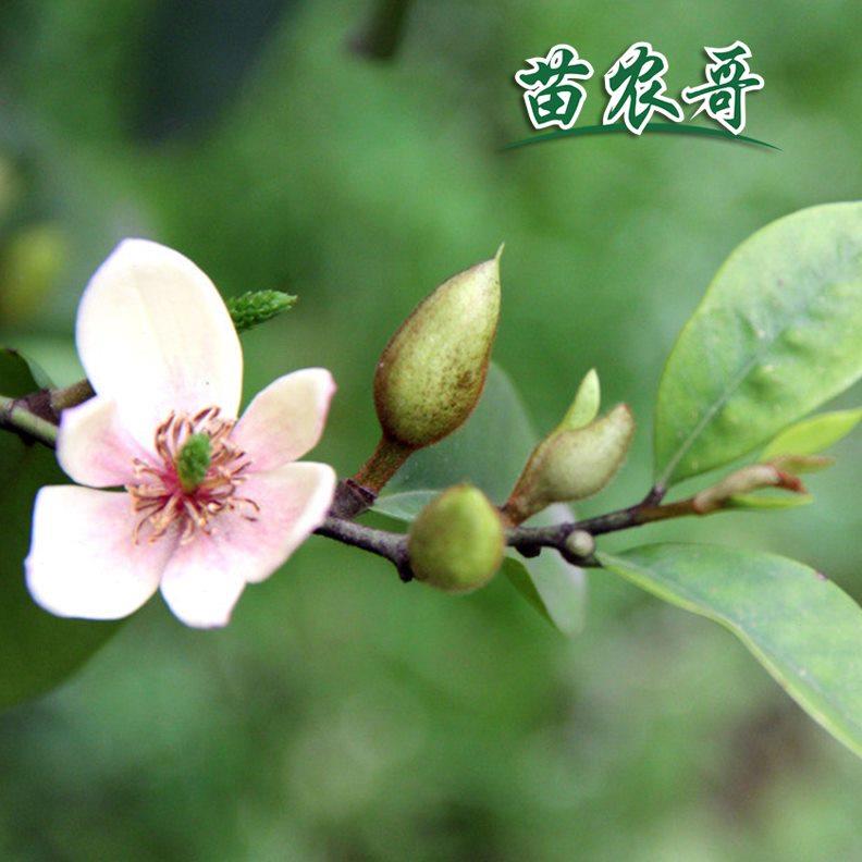 含笑球树苗红花含笑苗 紫花含笑树苗 庭院别墅盆栽花苗耐寒常绿