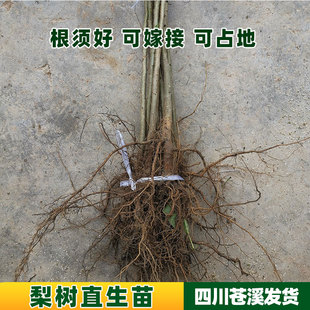 南北方种植落叶棠梨树苗 梨子实生苗 杜梨直生苗未嫁接梨树砧木苗