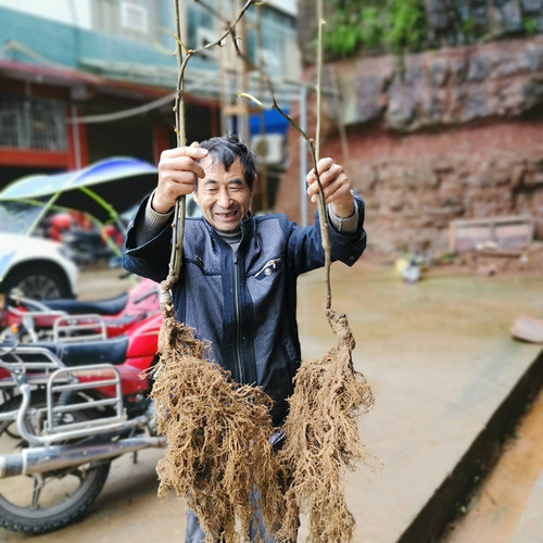 苍溪红心红阳猕猴桃嫁接苗结果快