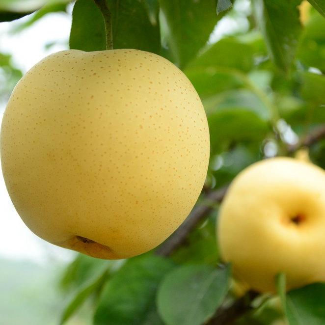 晚熟黄金梨嫁接苗保湿发货包技术