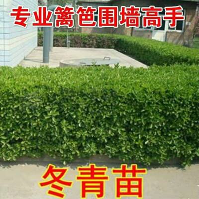 冬冬青小苗化苗木海杨大叶苗篱苗四季长青树苗绿北道黄黄杨绿笆青
