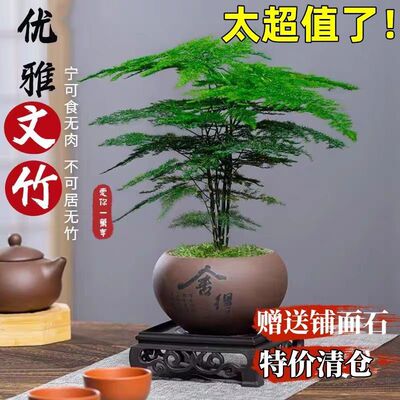 文竹盆栽室内绿植花卉盆