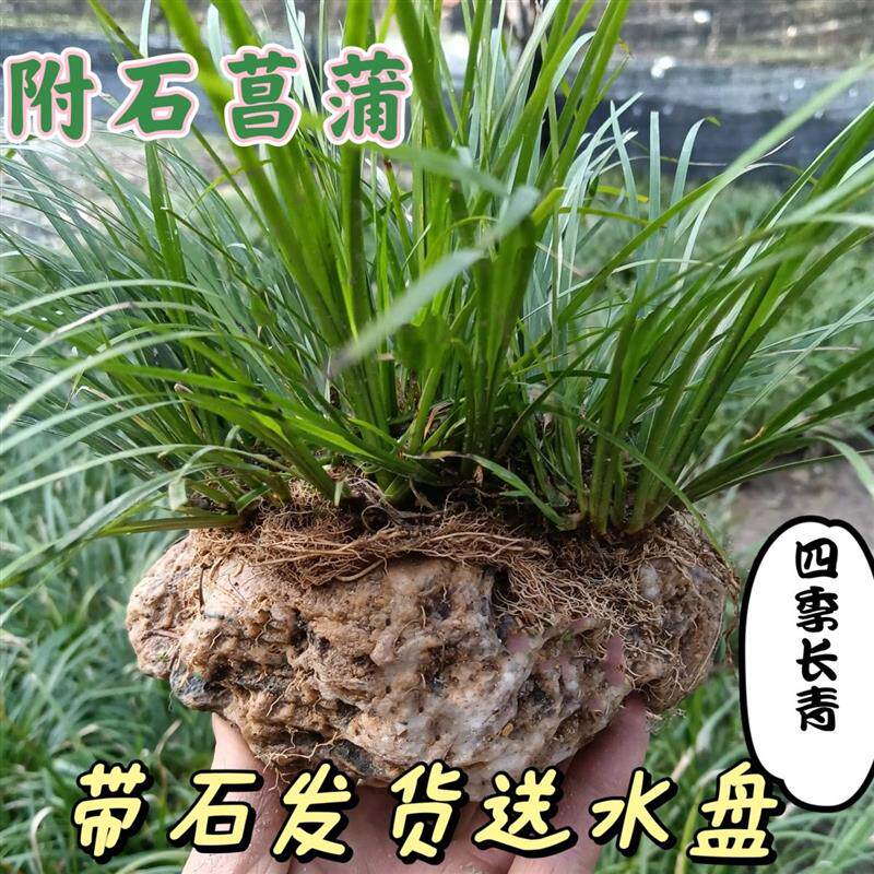 附石菖蒲观赏盆景绿植假山水培文人草吉祥草老桩菖蒲水培