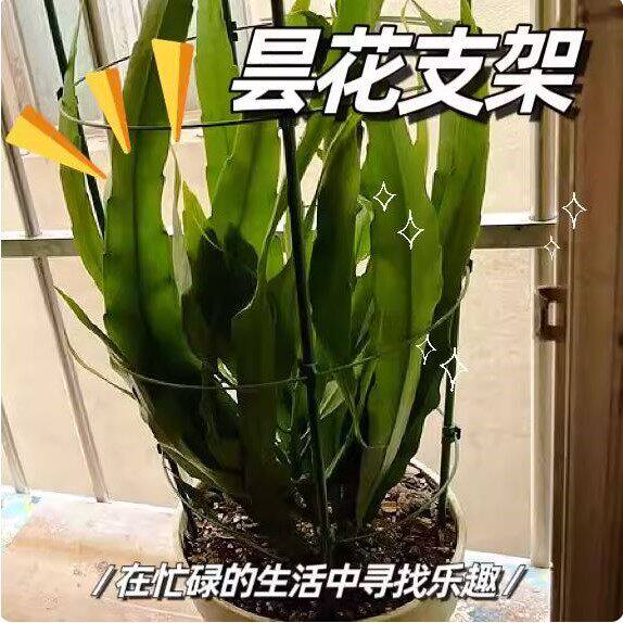 昙花专用支架多层可伸缩爬藤架子花月季花架室内花卉绿萝铁线莲