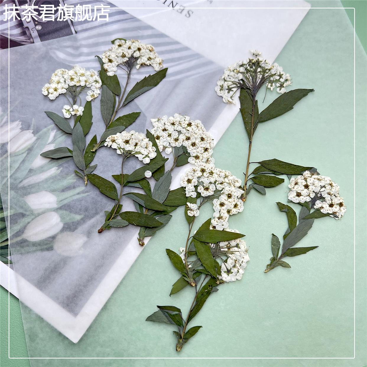 速发绣线菊小水仙干花压花饰本请柬火漆印手咖啡装标贴画章工