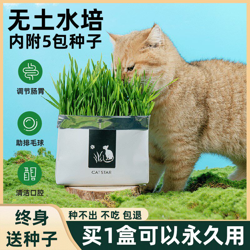 速发猫草零薄荷盆栽水培化毛球草粒非猫种好懒人幼已猫食猫咪用品
