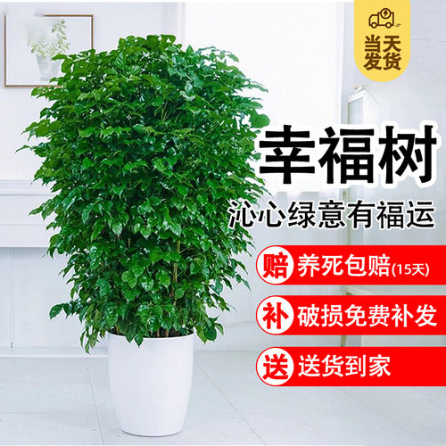 速发幸福树客厅大盆栽室醛好养花卉盆景绿植四公室吸甲内办季常青