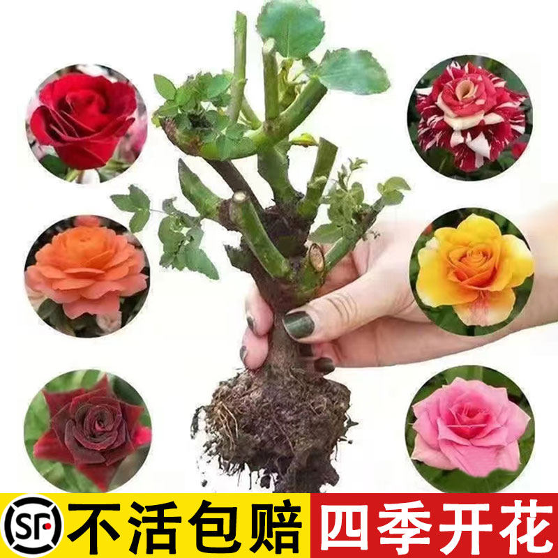 速发云南瑰玫花老桩四季开花特大月季蔷薇花苗活栽室内台好养盆浓