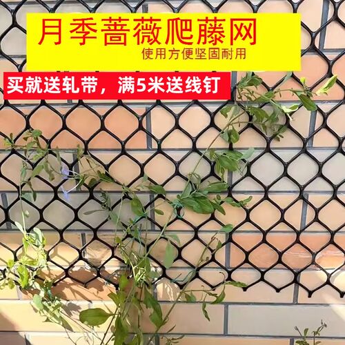 速发面本月季塑料植藤花墙用铁网蔷薇爬物攀爬上墙网墙藤爬藤牵引