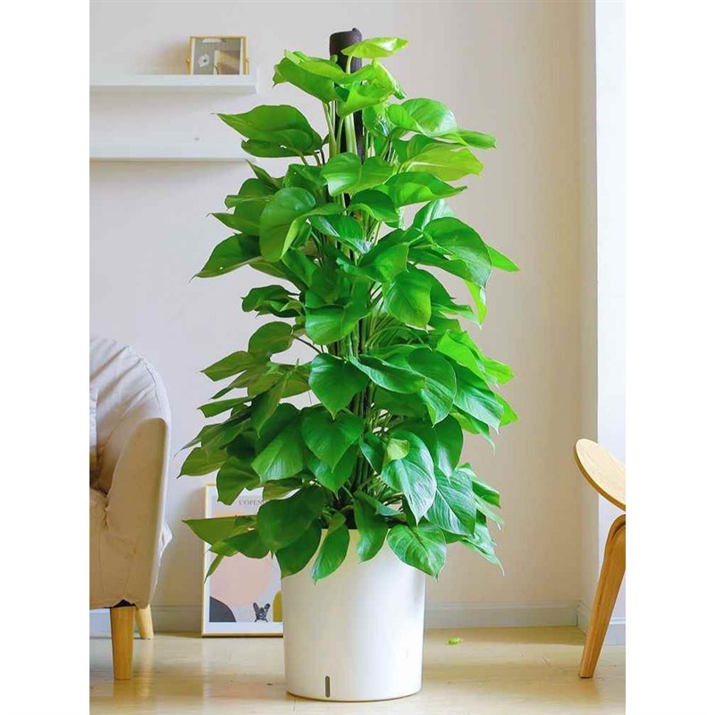 速发大叶地萝柱盆栽客厅室内办公室绿植室绿箩落绿树植物立柱大内