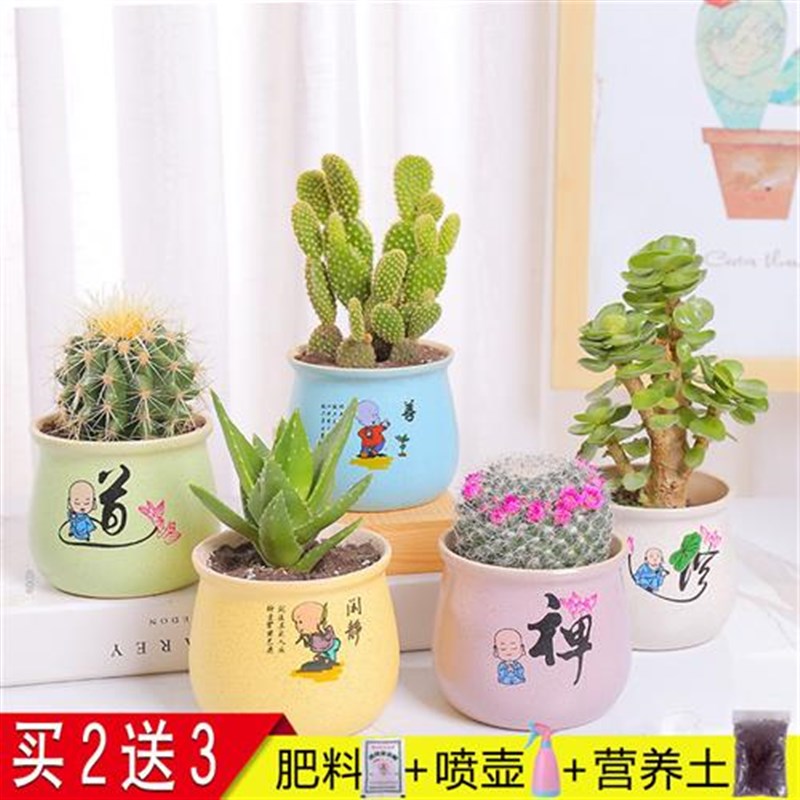速发仙人掌盆栽办公桌植绿室内植花多肉物开超萌植物重山仙人球