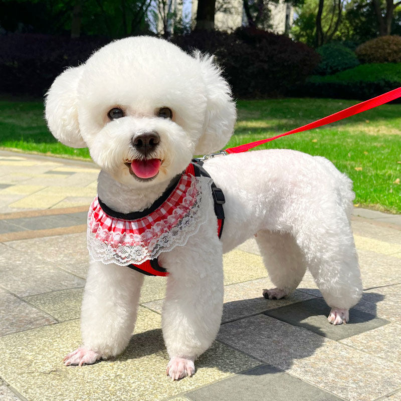 速发小型犬泰迪狗比熊绳狗子狗链猫胸背带遛小绳