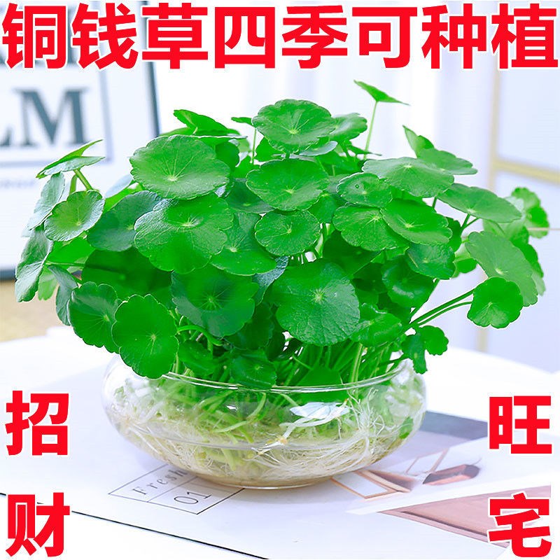 速发铜钱草招财水培植桌办公室物面植栽金钱草花卉室内水养绿盆吸