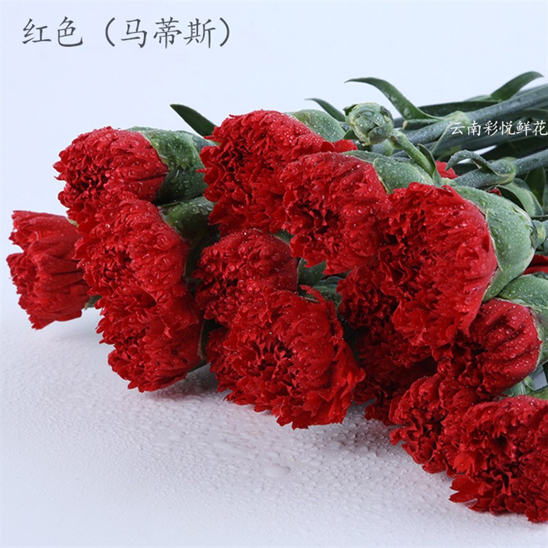 速发【康乃馨】三八地母基节 昆明亲节 现采直发 神节康乃馨