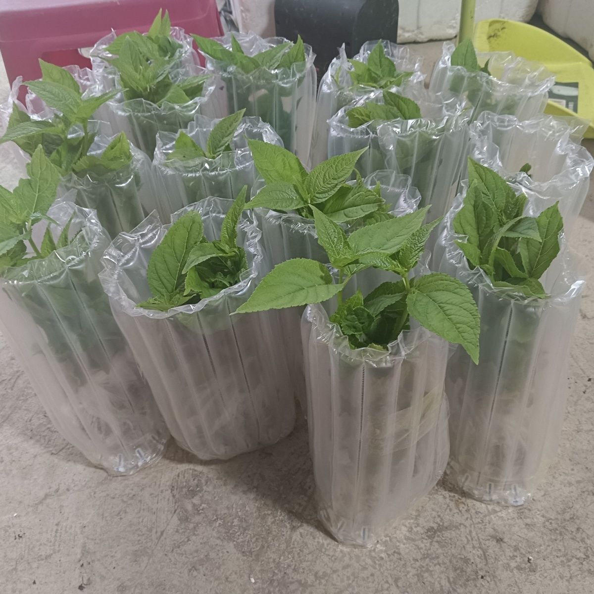 红果参树苗盆栽地栽当年结