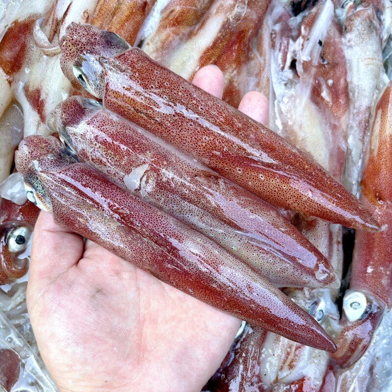 舟山笔管小鱿鱼新鲜冷冻野生小管枪火箭乌贼章鱼海兔子脆皮海鲜水