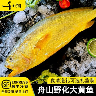 舟山深海大黄鱼生态野化新鲜鲜活海鲜水产黄花鱼生鲜冰鲜冷冻整箱