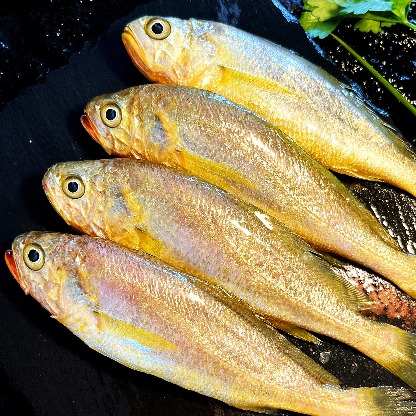 舟山野生小黄鱼流网新鲜鲜活冷冻东海黄花鱼海捕海鱼黄鱼海鲜水产