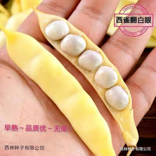 东北豆角种子兔子翻白眼西雀喜鹊翻白眼勾勾黄豆角种子100克