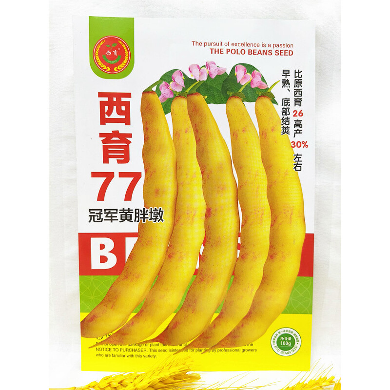 东北蔬菜种子冠军黄胖墩大黄金钩豆角种子面豆菜豆种子大棚陆地用