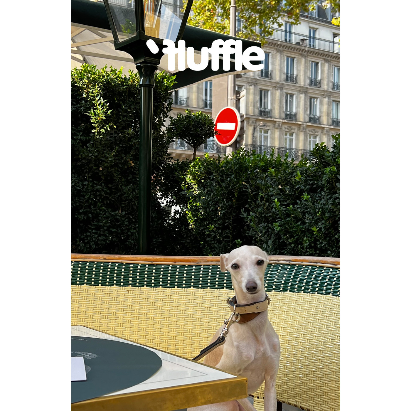 Fluffle意大利双层小牛皮米棕色宠物项圈可拆卸双层设计狗狗项圈,宠物/宠物食品及用品,项圈/肩带,淘宝优惠券,粉丝福利购,淘宝优惠卷