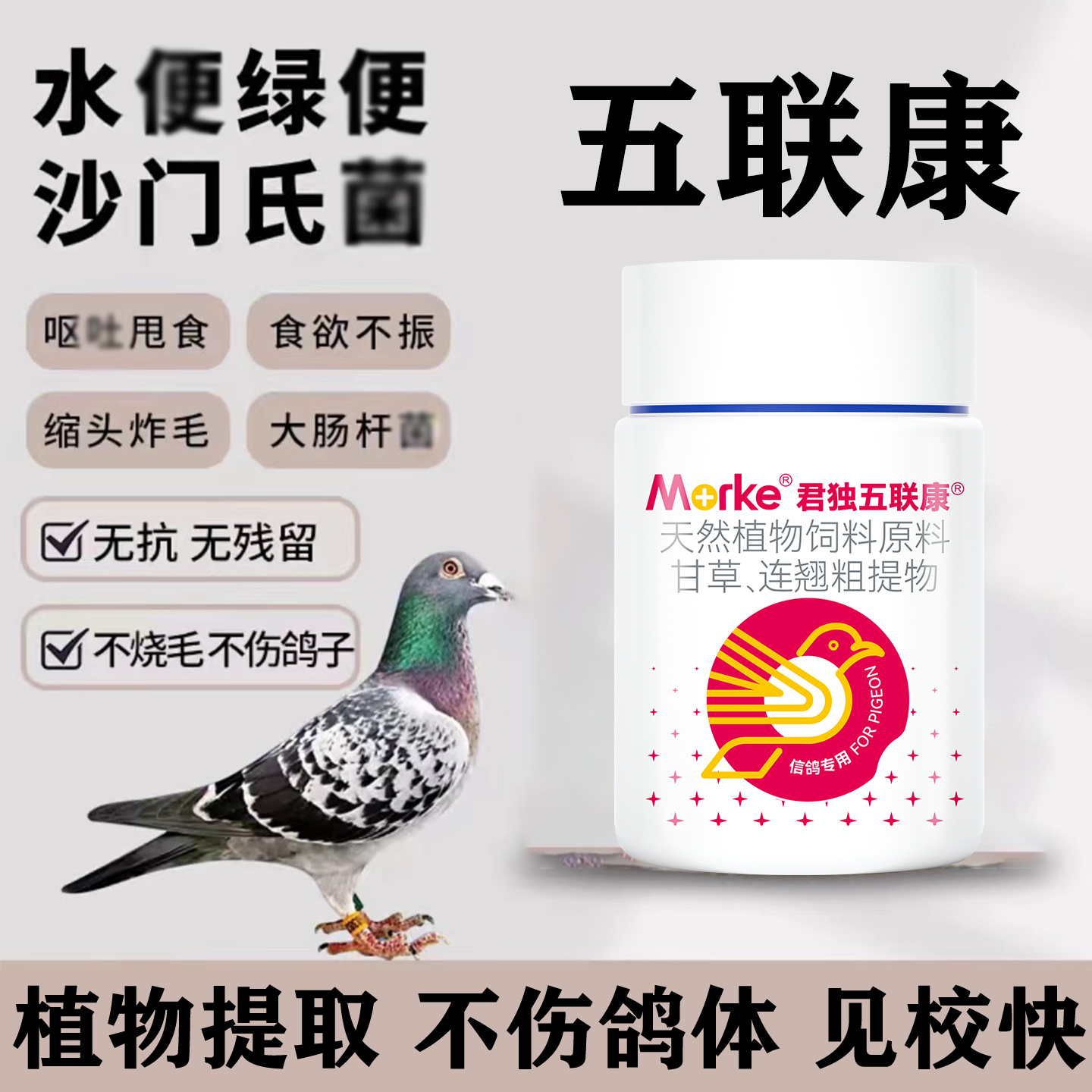 鸽子沙门氏专用特校药