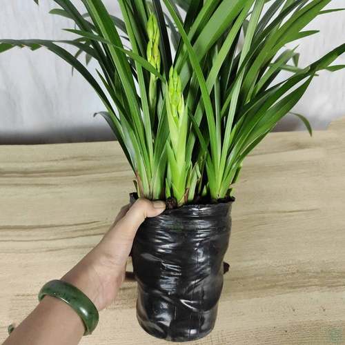 十大名贵兰花建兰黄金小神童墨兰企黑名贵浓香型年底