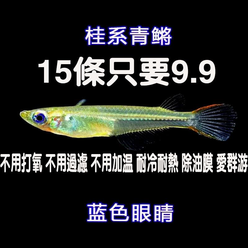 观背桂系青鳉蓝眼群游易养免打氧原生鱼除油膜淡水冷水鱼登灯鱼 节庆用品/礼品 路引 原图主图