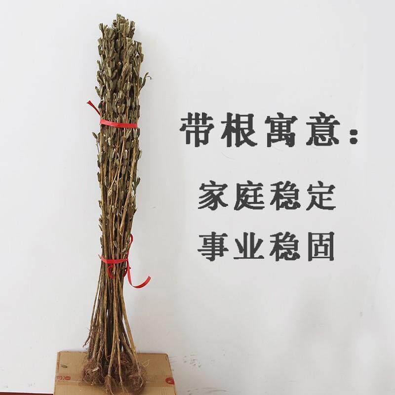 带根芝麻秸秆子搬家梗农家乐杆入婚药洗澡装乔摄饰迁庆拍2斤原色