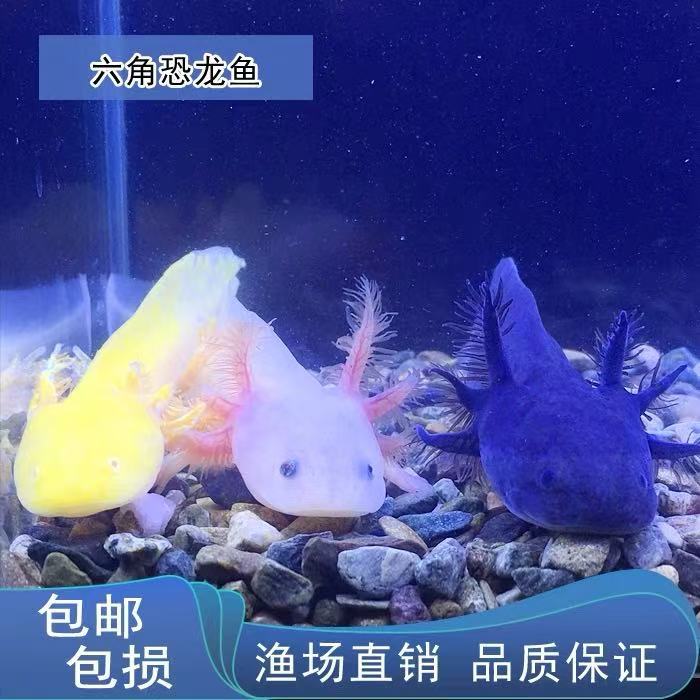 养易活美西六角六角恐龙鱼宠物观赏鱼蝾螈鱼活体螈好冷水鱼