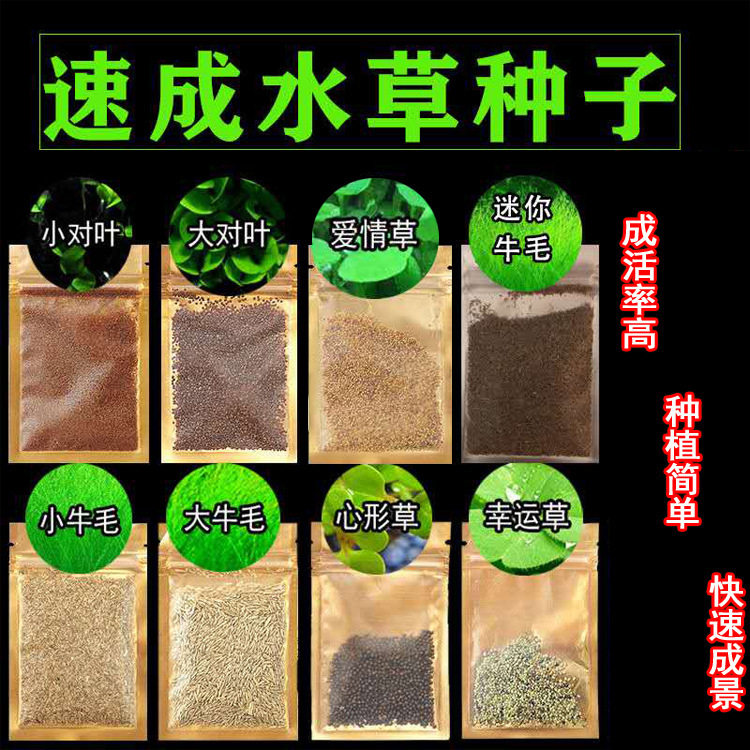鱼缸水族箱前景速成 水草种子 迷你对叶草 牛毛草 幸运草