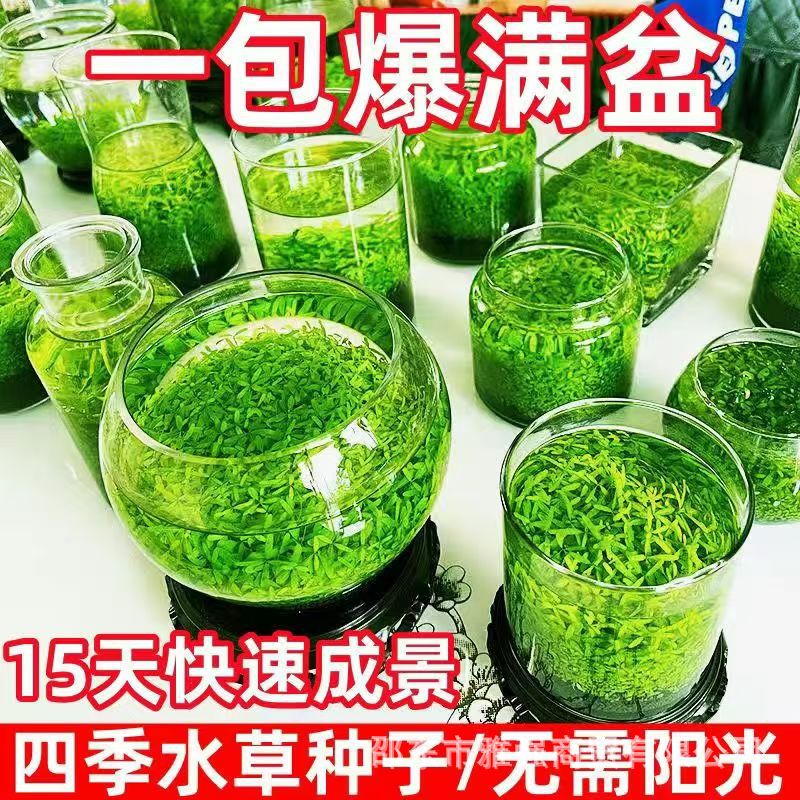 水草种子水草泥生态家用创意鱼缸玻璃瓶水培植物四季造景