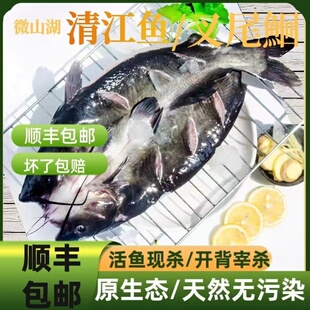 微山湖淡水清江鱼鲜活现杀叉尾鮰鱼江团酸菜鲶鱼开背烤鱼餐饮食材