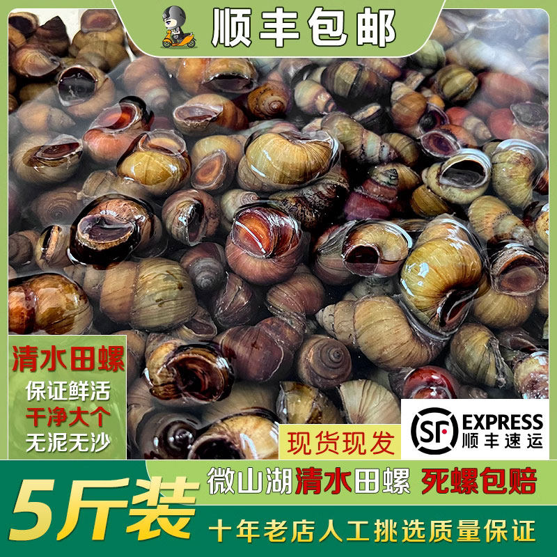 微山湖清水剪尾田螺鲜活剪尾螺丝粉无沙螺蛳专用饭店商用批量发货