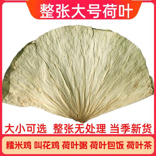 新鲜整张荷叶糯米鸡用荷叶饭叫化鸡专用荷叶大张莲藕叶熬粥荷叶片